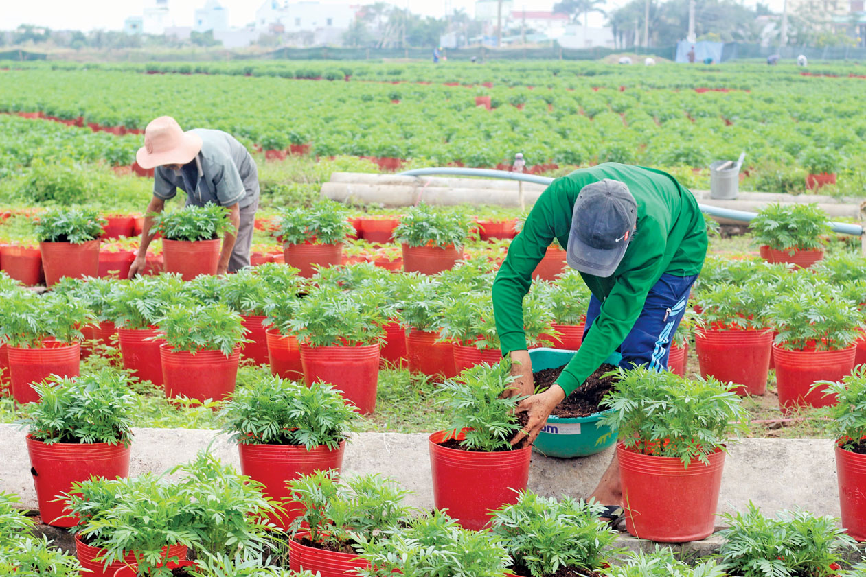 Nông dân tất bật chăm sóc để hoa nở đúng dịp tết