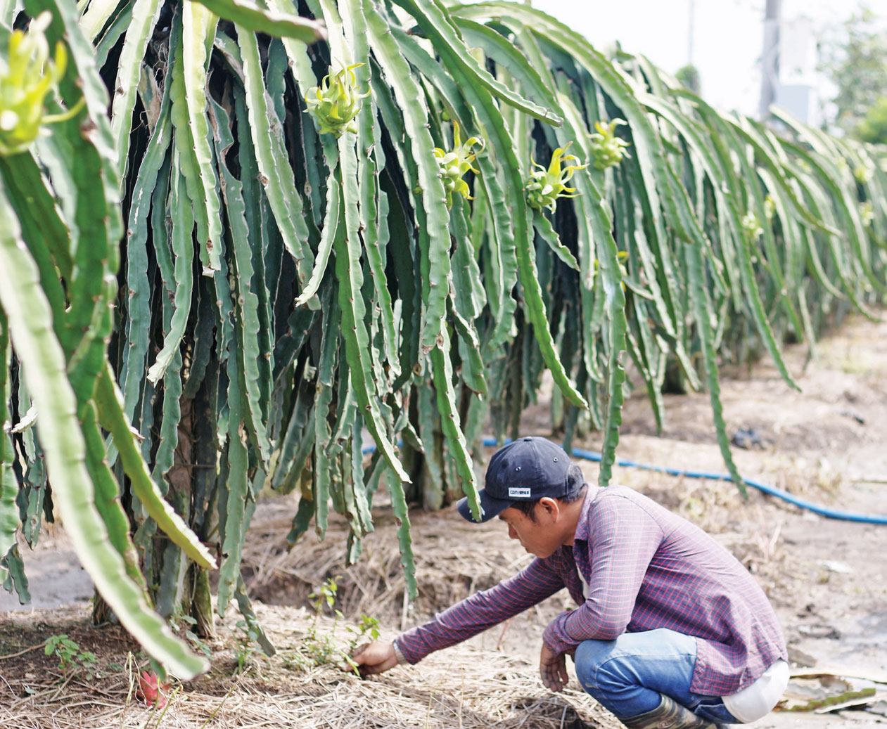 Cây thanh long góp phần đổi thay diện mạo nông thôn Châu Thành