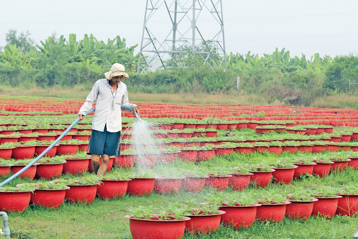 Số lượng hoa tết năm nay tăng nhẹ so với năm trước