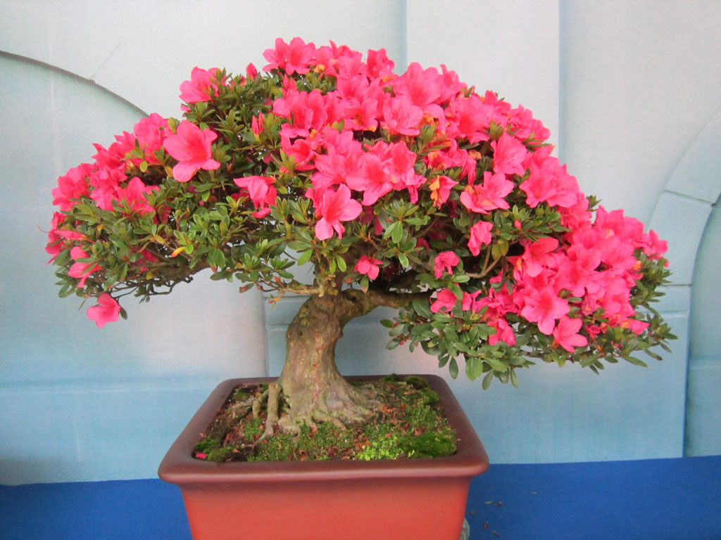 1 cây hoa bonsai đạt chuẩn nghệ thuật