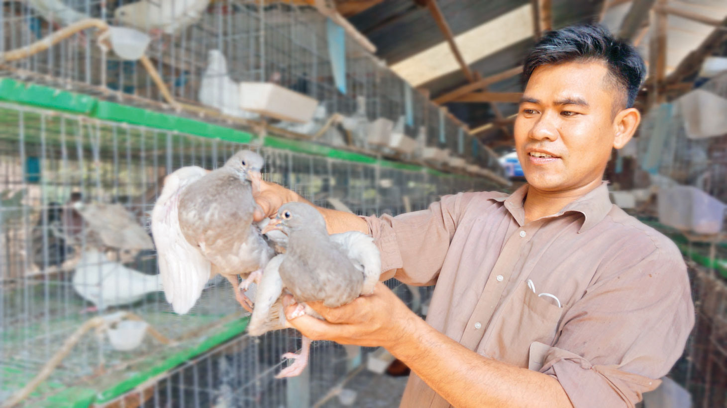 Anh Lê Hoài Hận hiện có trang trại nuôi chim bồ câu Pháp