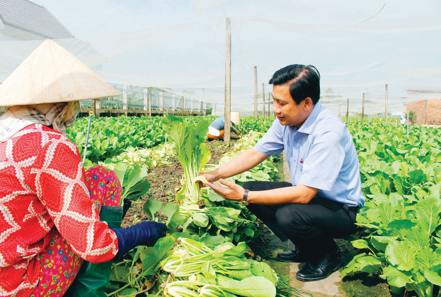 Nông dân sản xuất ứng dụng công nghệ cao đạt hiệu quả