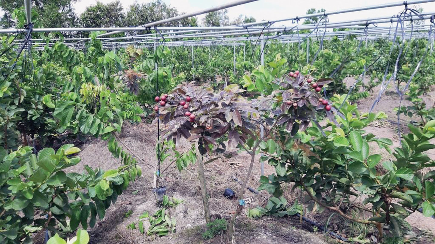 Vườn ươm giống cây trái có giá trị kinh tế cao tại Hợp tác xã Nông nghiệp ứng dụng công nghệ cao xã Tân Thành
