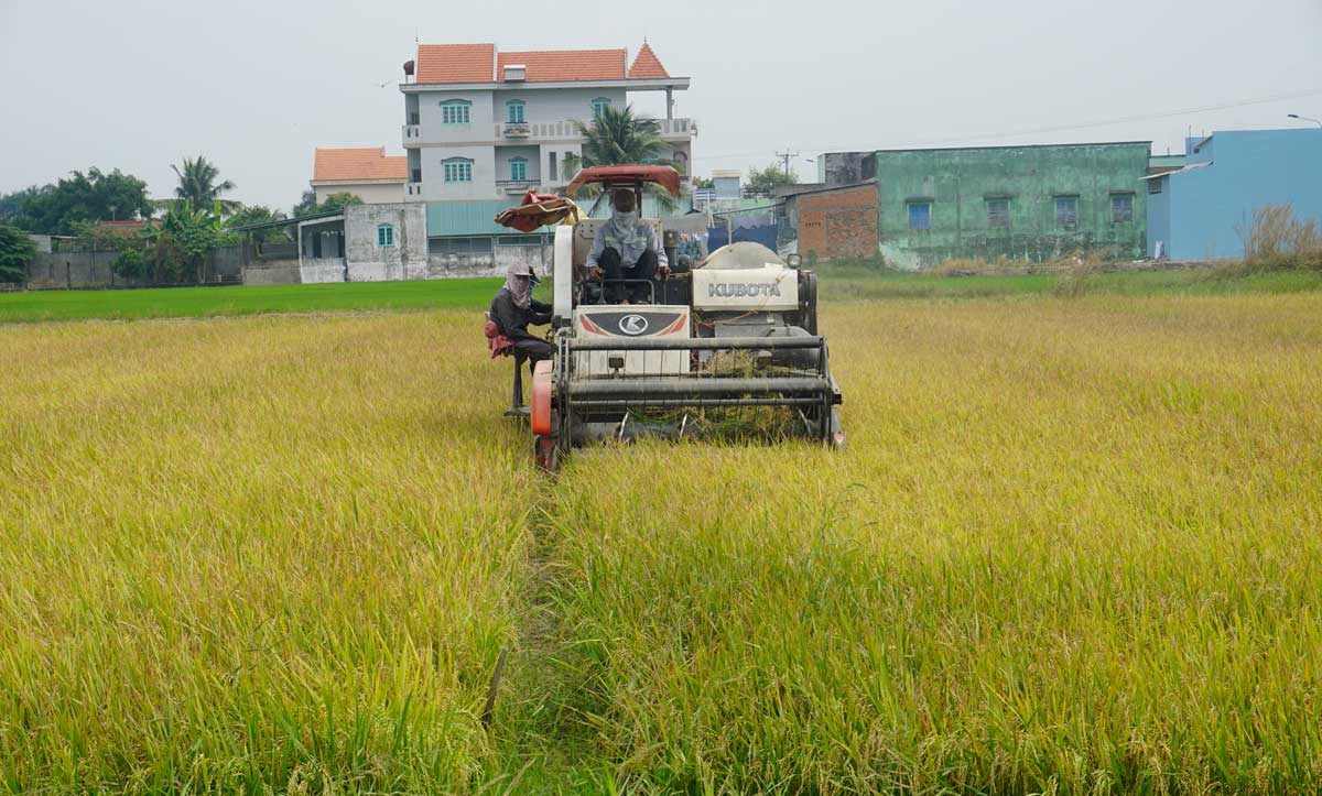 Lúa Đông Xuân được mùa, được giá, nông dân phấn khởi
