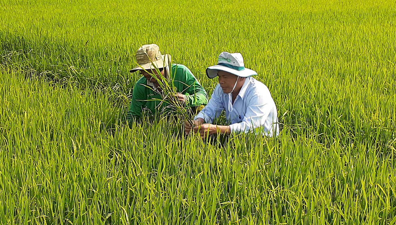 Cán bộ Trung tâm dịch vụ nông nghiệp huyện Tân Hưng kiểm tra thực tế diện tích bị sâu năn gây hại ở xã Vĩnh Đại