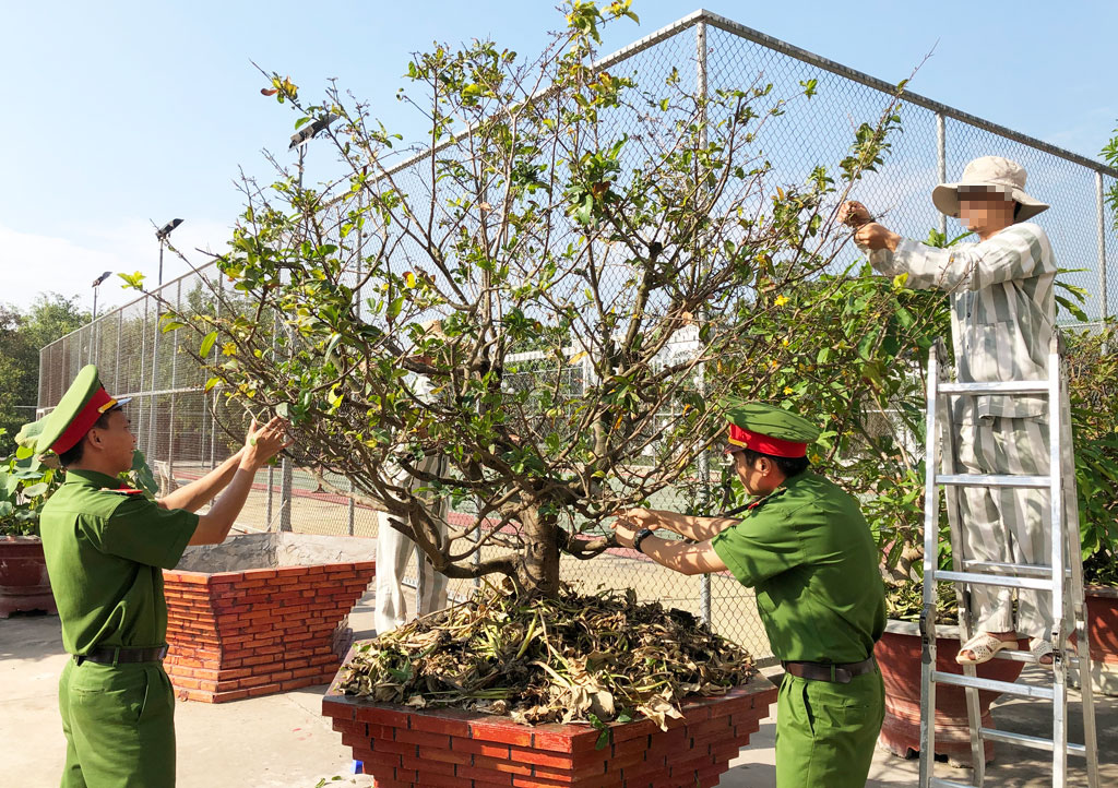 Cán bộ quản giáo, phạm nhân Trại Tạm giam Công an tỉnh Long An chăm sóc cây kiểng đón Tết