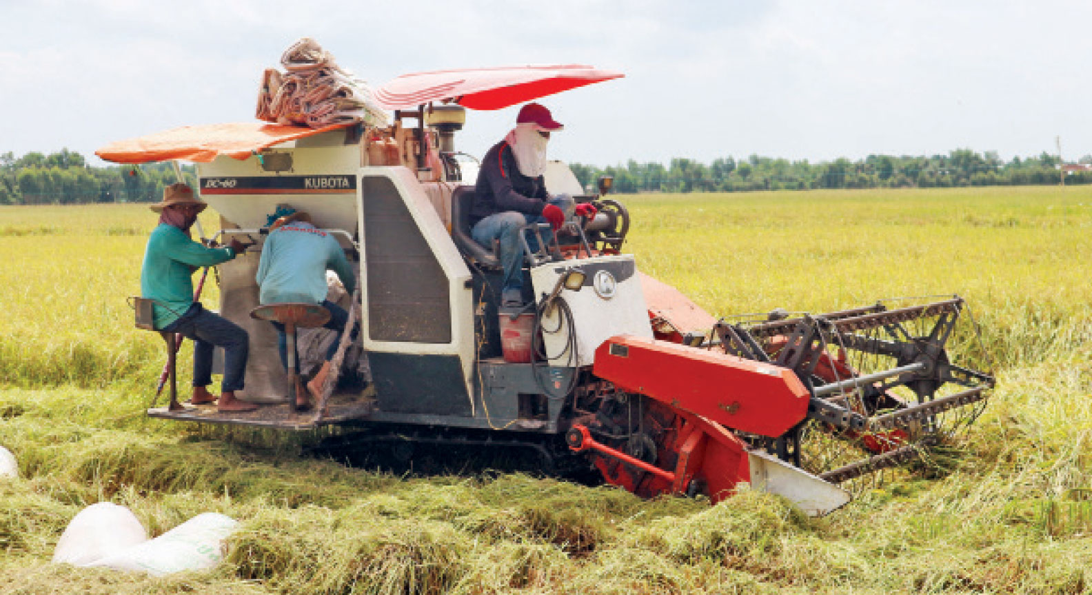 Sản lượng lúa cả năm đạt kế hoạch đề ra là 2,75 triệu tấn. Ảnh: Hồng Anh