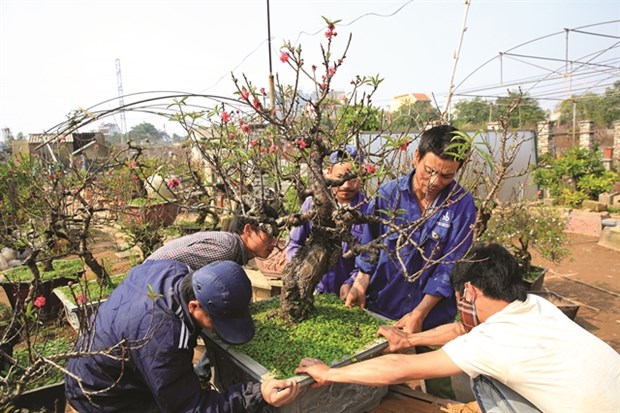 People buy valuable "that thon" peach blossoms bonsai, which is an ancient peach blossoms genre with bright red flowers, in Nhat Tan Flower Village. (Photo: VNA)