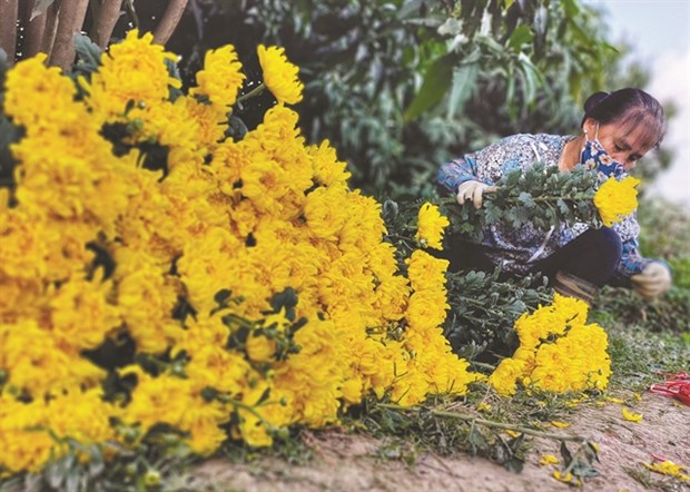 Chrysanthemum harvested in Tay Tuu Ward is ready to be sold around the city. (Photo: VNS)