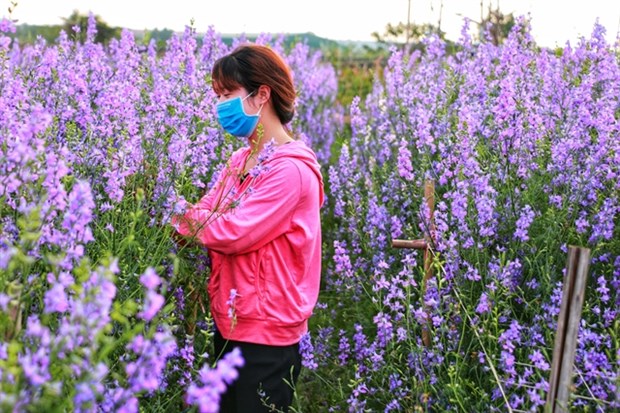 A farmer cares her violet flower in Tay Tuu Ward. (Photo: VNS)