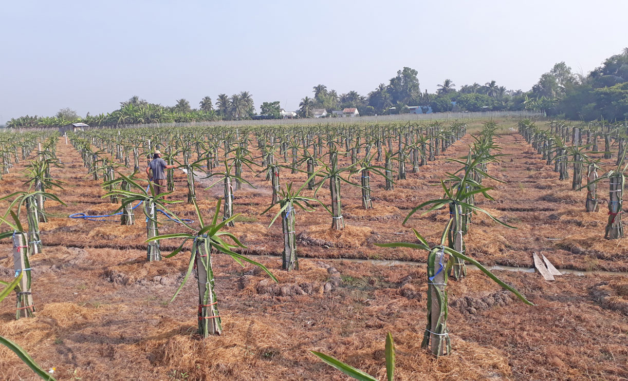 Nông dân Tân Trụ chuyển đổi cơ cấu cây trồng ngày càng hiệu quả