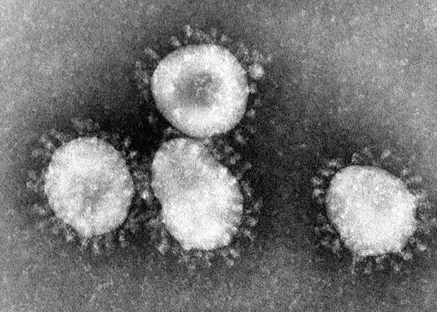 Virus corona. (Nguồn: theconversation)