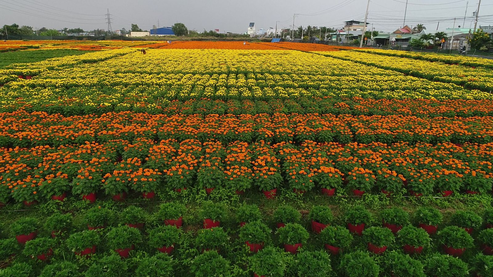 Tân Trụ: Tiếp tục nỗ lực thúc đẩy các hoạt động kinh tế thương mại - dịch vụ Tân Trụ đang tích cực đẩy mạnh quá trình chuyển đổi cơ cấu sản xuất nông nghiệp. Ảnh: Tấn Quốc