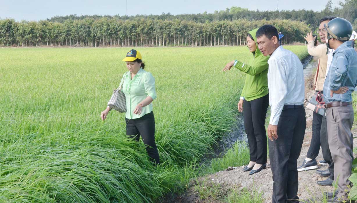 Phó Chủ tịch UBND huyện - Hồ Ngọc Lan (bìa phải) cùng cán bộ ngành Nông nghiệp kiểm tra dịch bệnh trên cây lúa