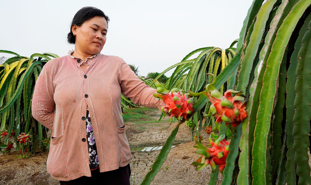 Bà Phượng bên vườn thanh long chưa bán được