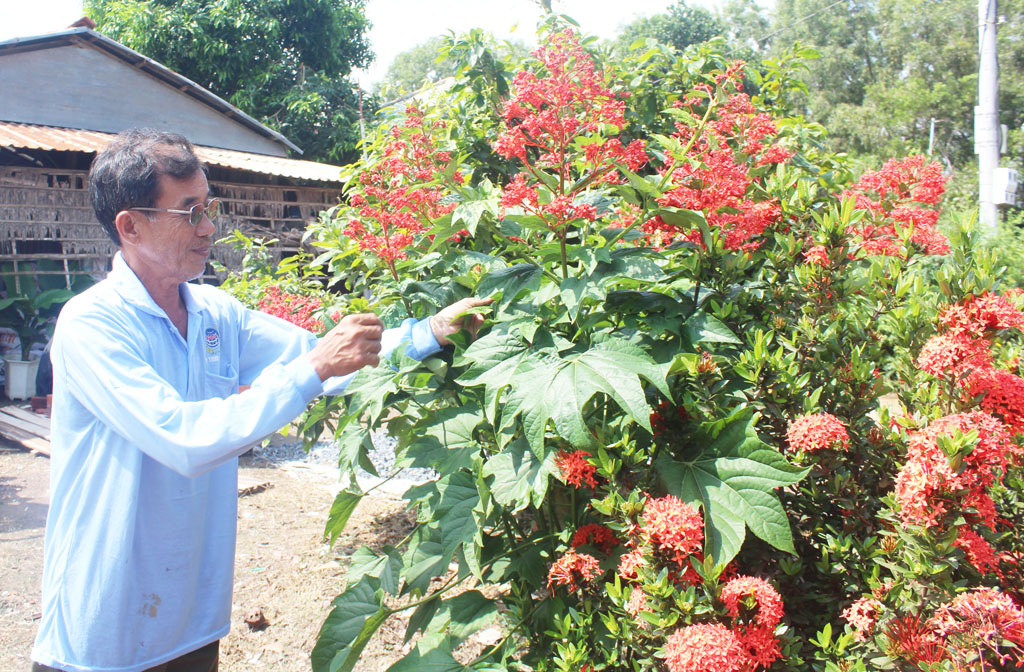 Ông Trần Thanh Bảy tự hào nói: “Người dân ấp Nguyễn Sơn đua nhau trồng hoa, cây xanh trong nhà và cả các tuyến đường liên xóm, liên ấp”