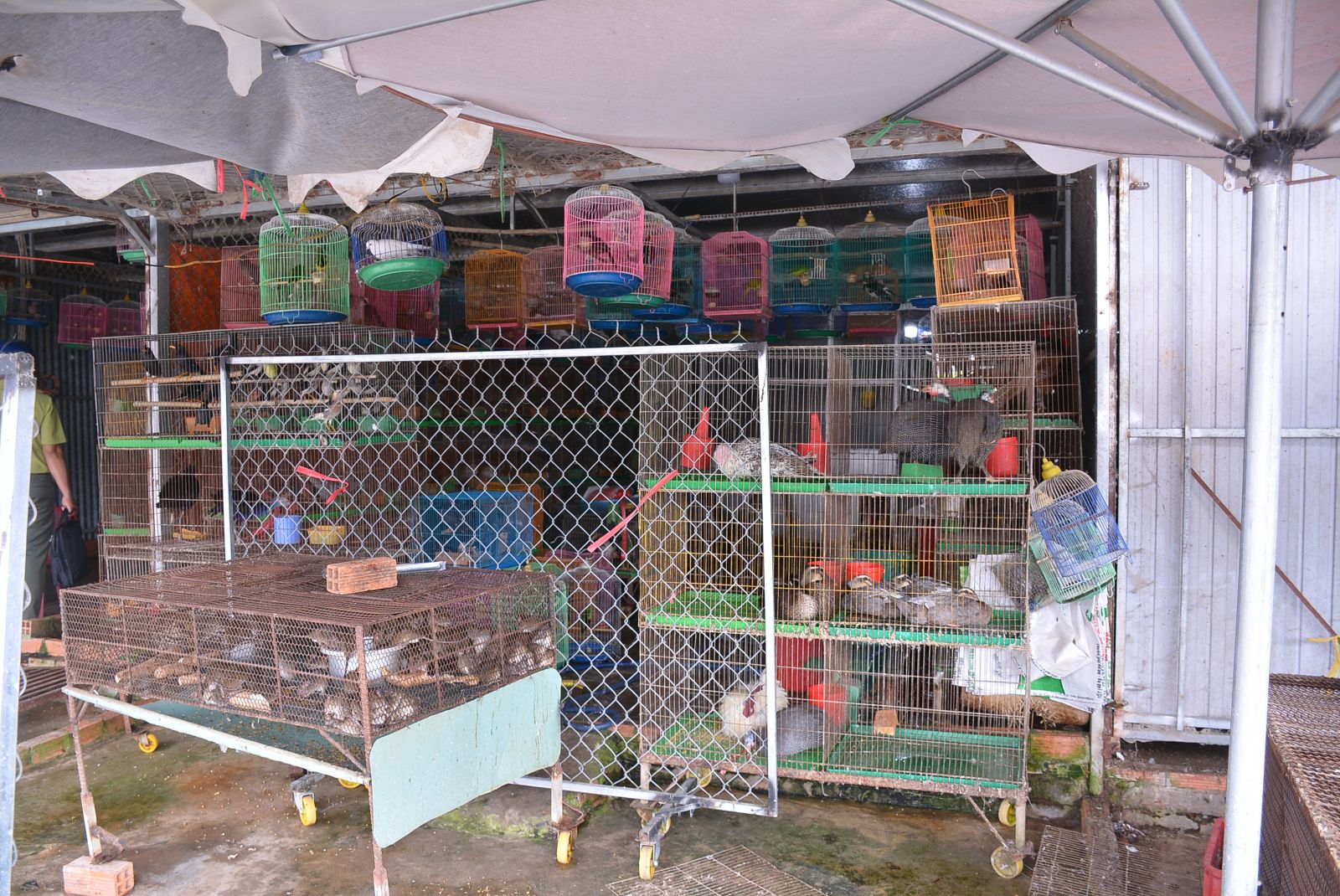 Unknown original wildlife trade shops checked and minuted Some shop owners close their shops to avoid the inspection team