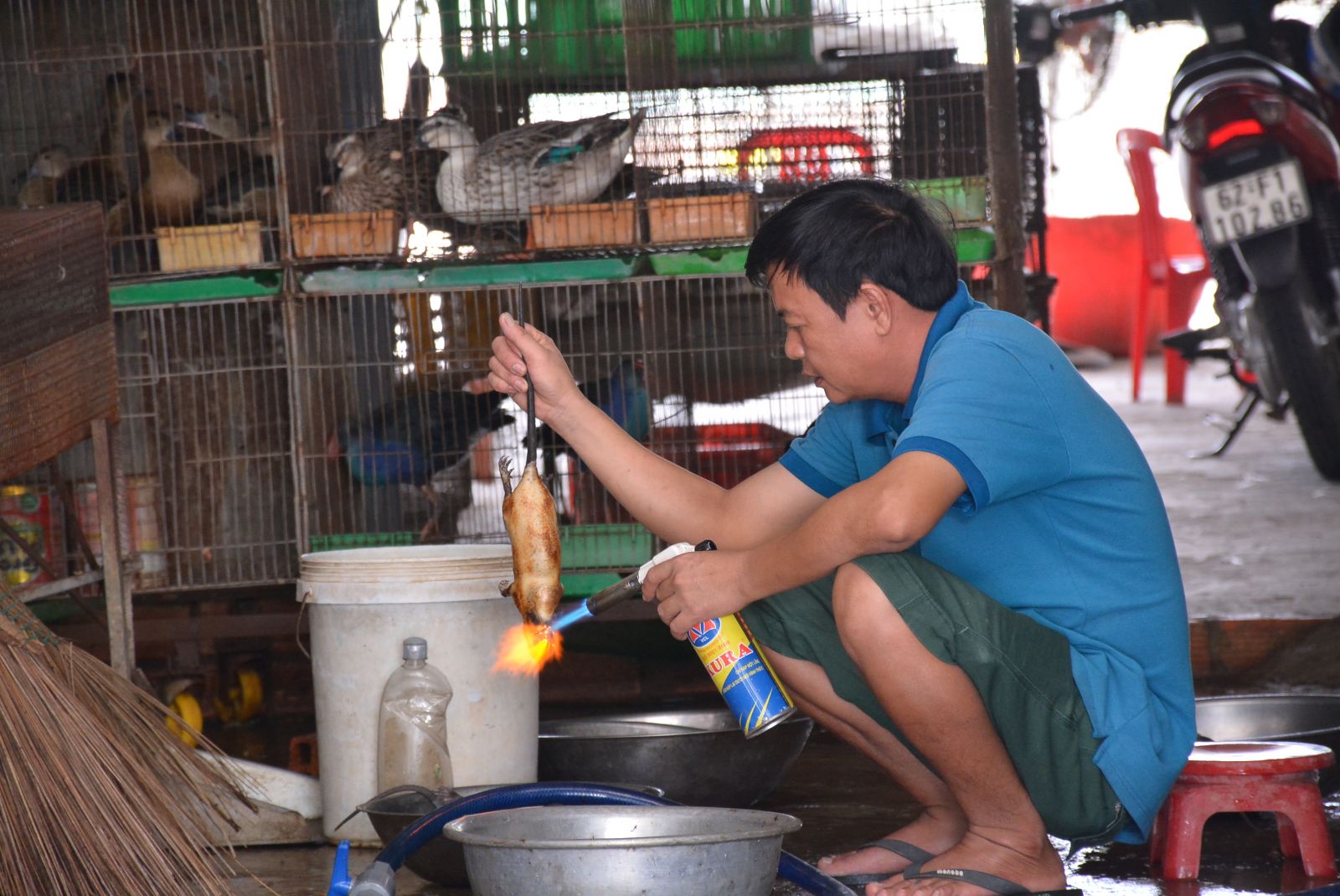 Unknown original wildlife trade shops checked and minuted Presently, Thanh Hoa Agricultural Product Market has 31 households trading wildlife animals