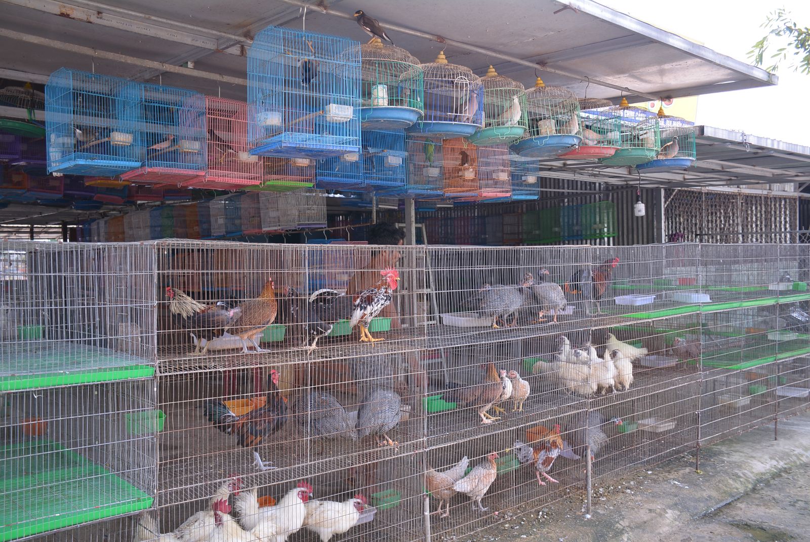 Unknown original wildlife trade shops checked and minuted According to functional sectors, the most difficult task is to check for all kinds of ornament birds, this is also a problem in the inspection and handling process.