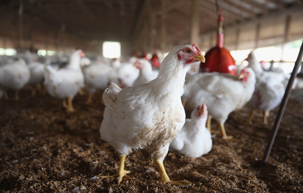 Dịch cúm gia cầm A/H5N6 bùng phát ở 4 tỉnh, thành phố Ảnh minh họa. (Nguồn: AFP)