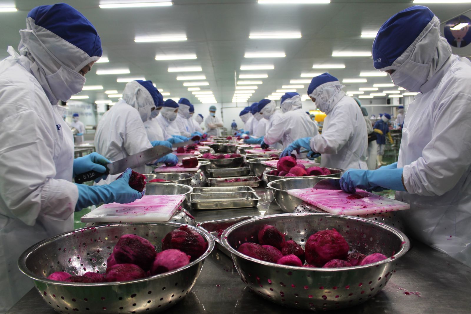 Minister of Agriculture and Rural Development - Nguyen Xuan Cuong surveys consumption of dragon fruits in Long An Some businesses in Long An province purchase dragon fruits to produce juice and dried dragon fruits