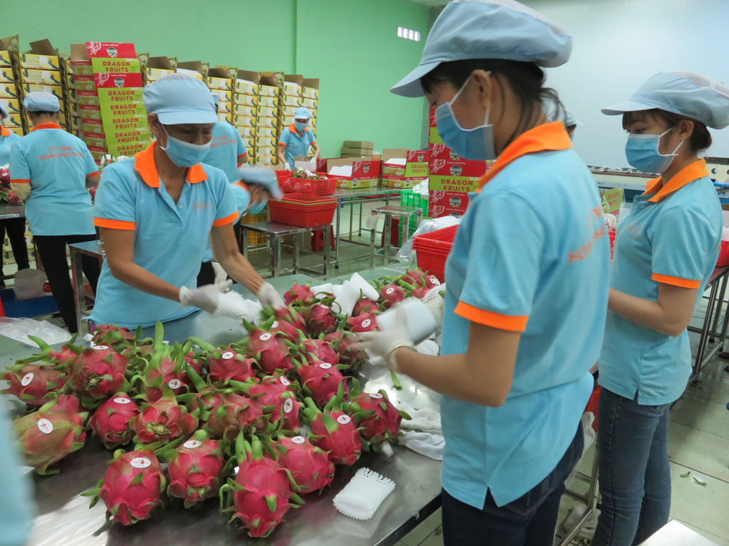 Từ dịch Covid-19, nghĩ về xây dựng chất lượng nông sản Phân loại, đóng gói thanh long xuất khẩu sang Nhật tại một doanh nghiệp ở huyện Châu Thành
