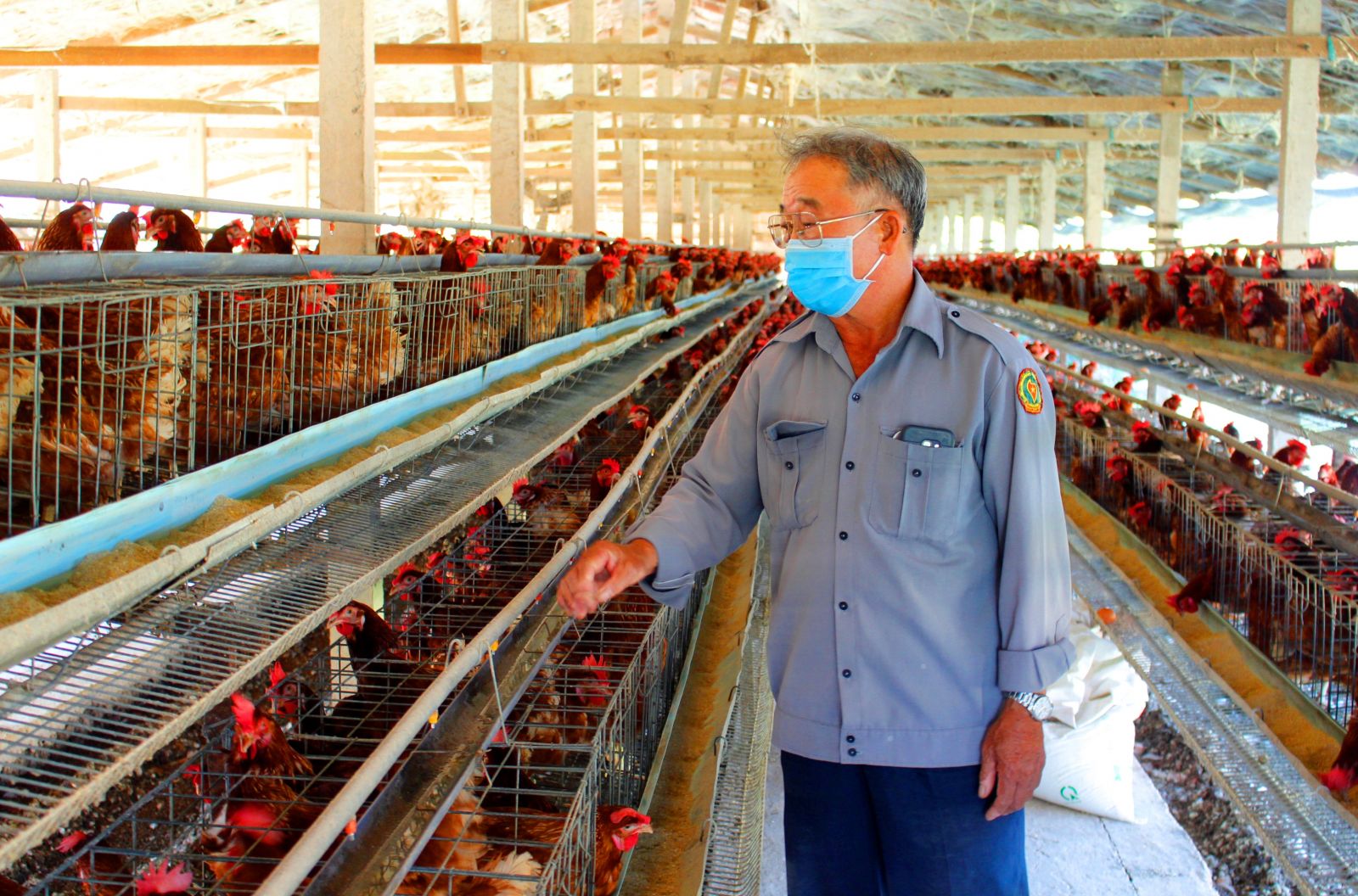 Cần Đước chủ động phòng, chống dịch cúm gia cầm