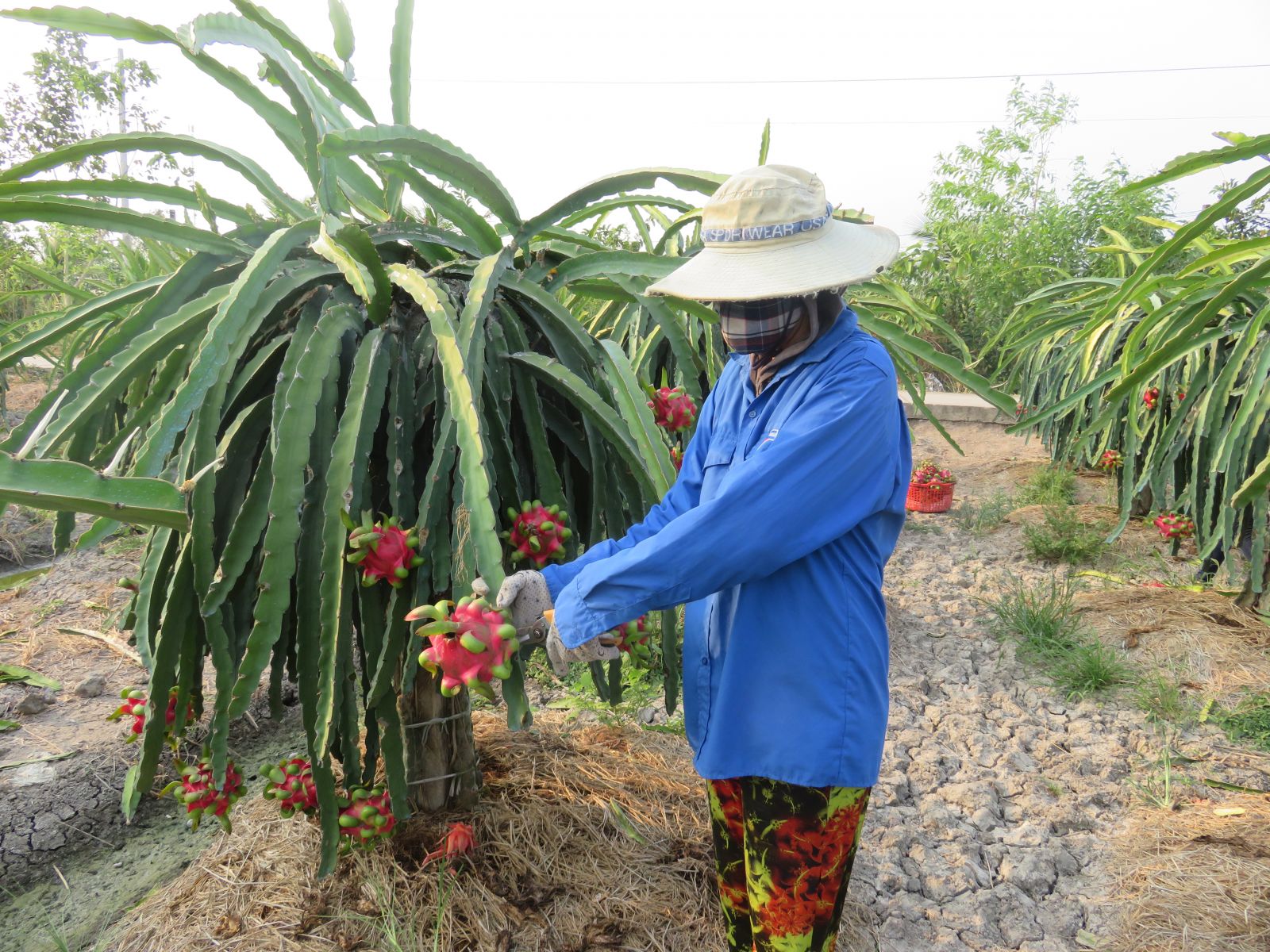 Long An: Giá thanh long đang 'nhảy múa'
