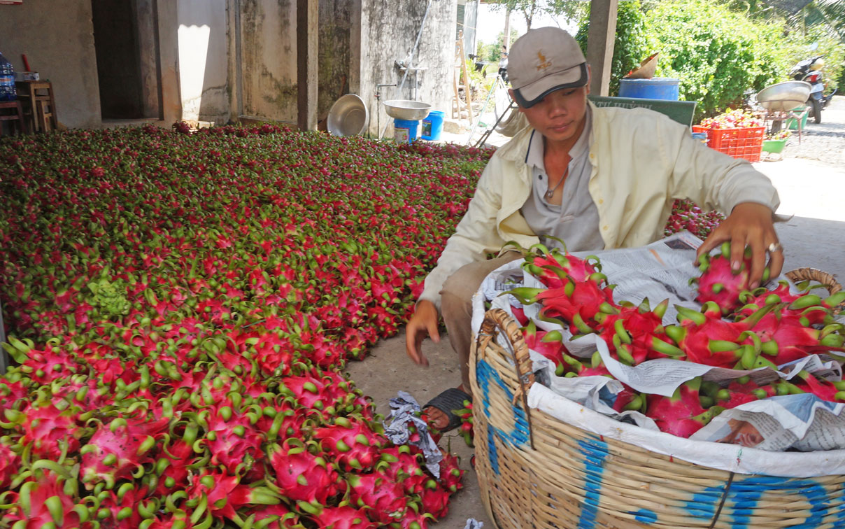 Thanh long trước ảnh hưởng của Covid-19: Những vấn đề đặt ra Gần đây, Long An đã bàn nhiều cách