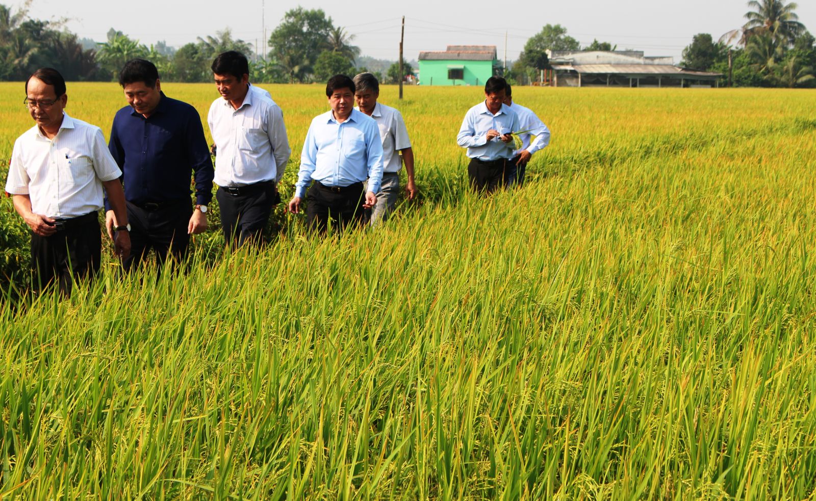 The mission of Ministry of Agriculture and Rural Development surveys rice fields in Tan Tru district, Long An province