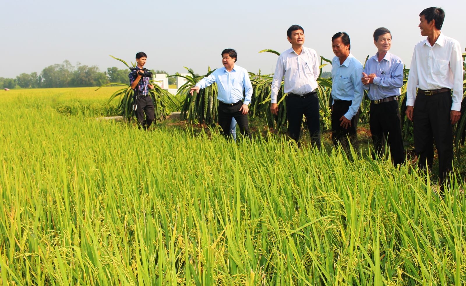 According to Deputy Minister of Agriculture and Rural Development - Le Quoc Doanh, the Winter-Spring rice crop 2019-2020 escapes from the effects of drought and salinity intrusion