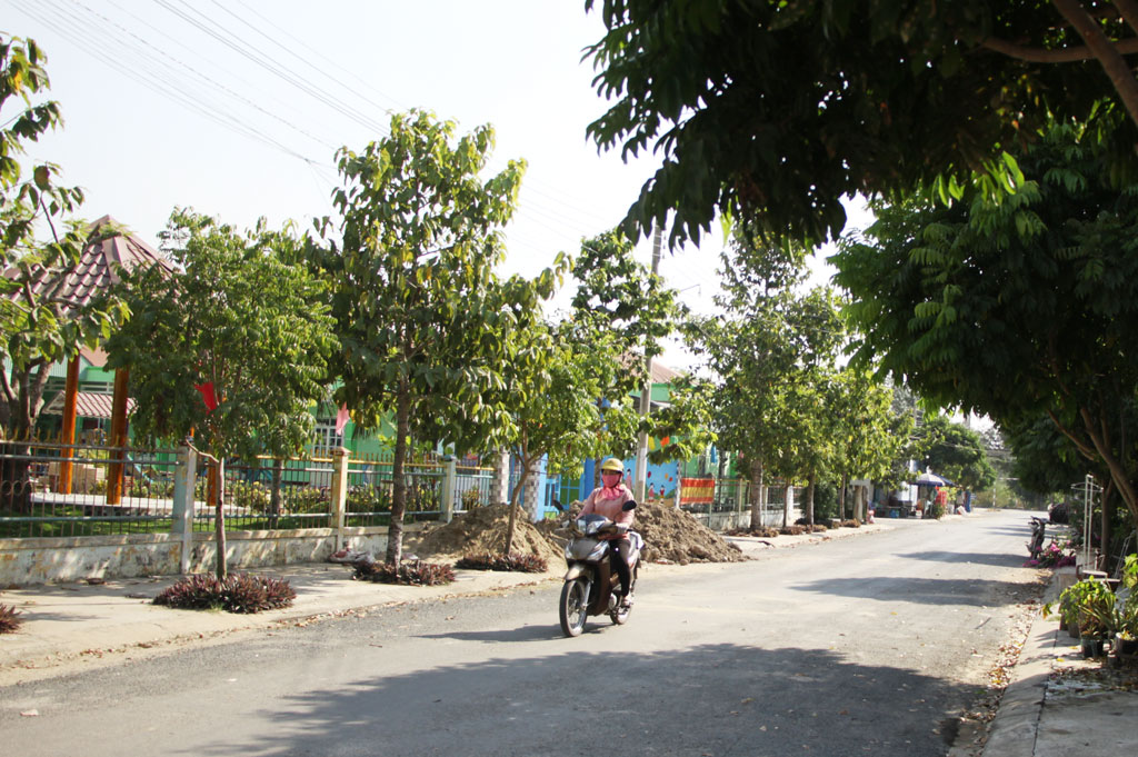 Góc Vĩnh Trị bình yên Cả Vĩnh Hưng có lẽ chỉ Vĩnh Trị có “đặc sản thủ đô” (Trong ảnh: Hàng sấu xanh tốt trong Cụm dân cư Gò Cát)