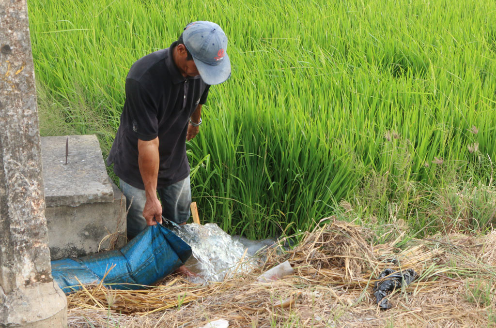 Người dân tại huyện Tân Trụ bơm nước từ kênh với hy vọng cứu lúa