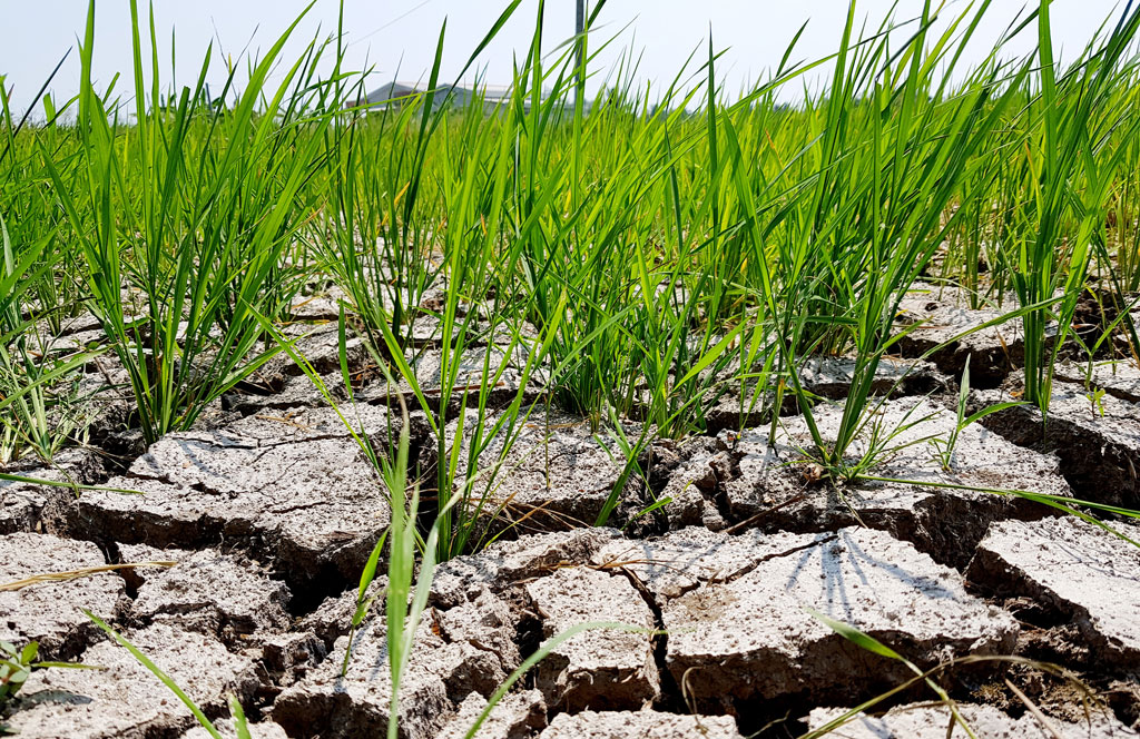 Thiếu nước ngọt khiến hàng ngàn hecta lúa Đông Xuân có nguy cơ bị thiệt hại