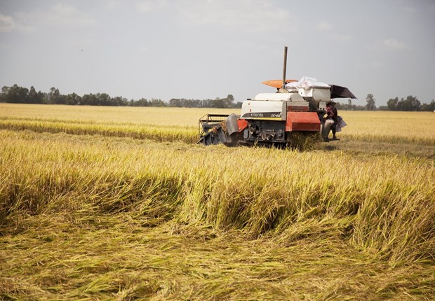 Vietnam’s rice exports increase 27 percent in first two months of 2020 Rice is harvested in Tan An commune of Tan Hiep district, the Mekong Delta province of Kien Giang (Photo: VNA)
