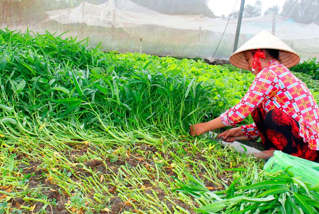 Sản xuất rau công nghệ cao tăng thu nhập cho người dân