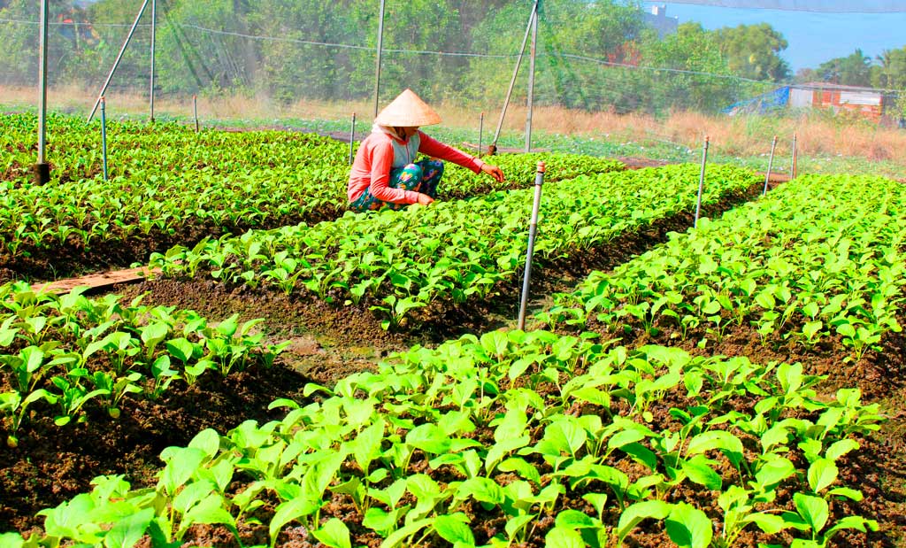 Sản xuất rau công nghệ cao tăng thu nhập cho người dân