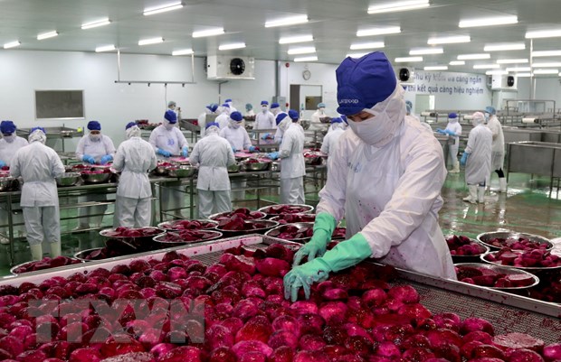Công nhân tại Nhà máy Lavifood, Bến Lức, tỉnh Long An, thực hiện công đoạn chế biến trái thanh long. (Ảnh: Bùi Giang/TTXVN)