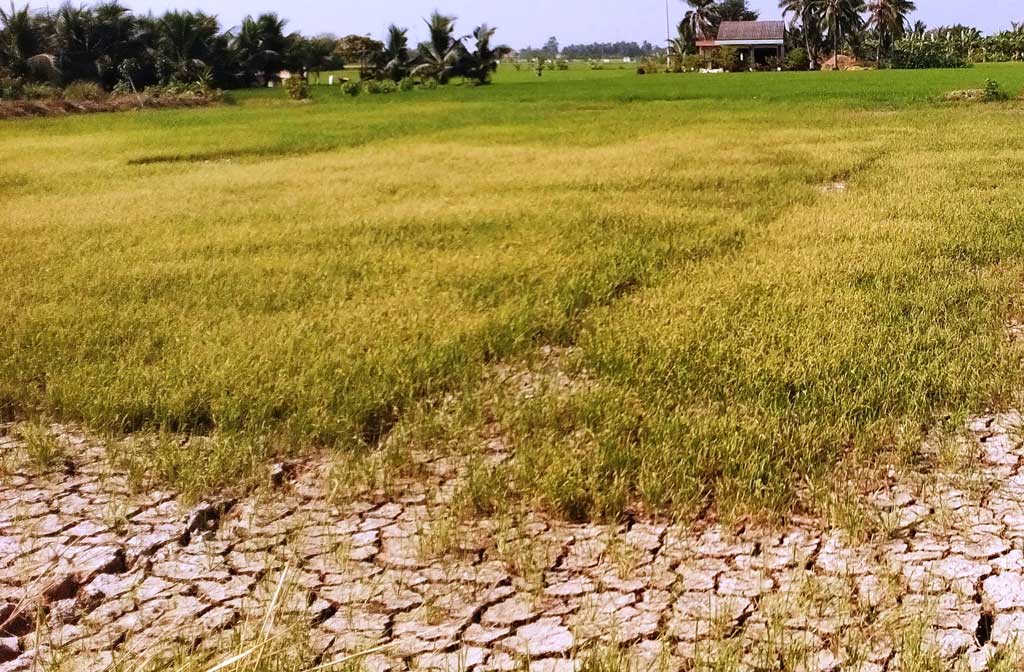 Bài 1: Hàng ngàn hécta lúa bị thiệt hại