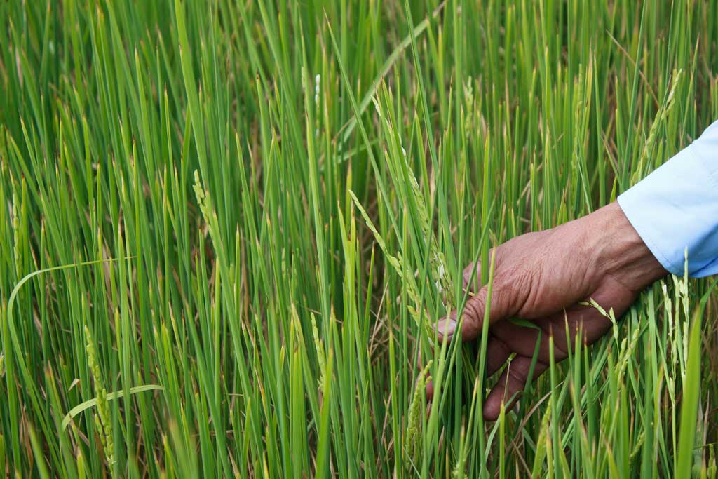 Bài 1: Hàng ngàn hécta lúa bị thiệt hại