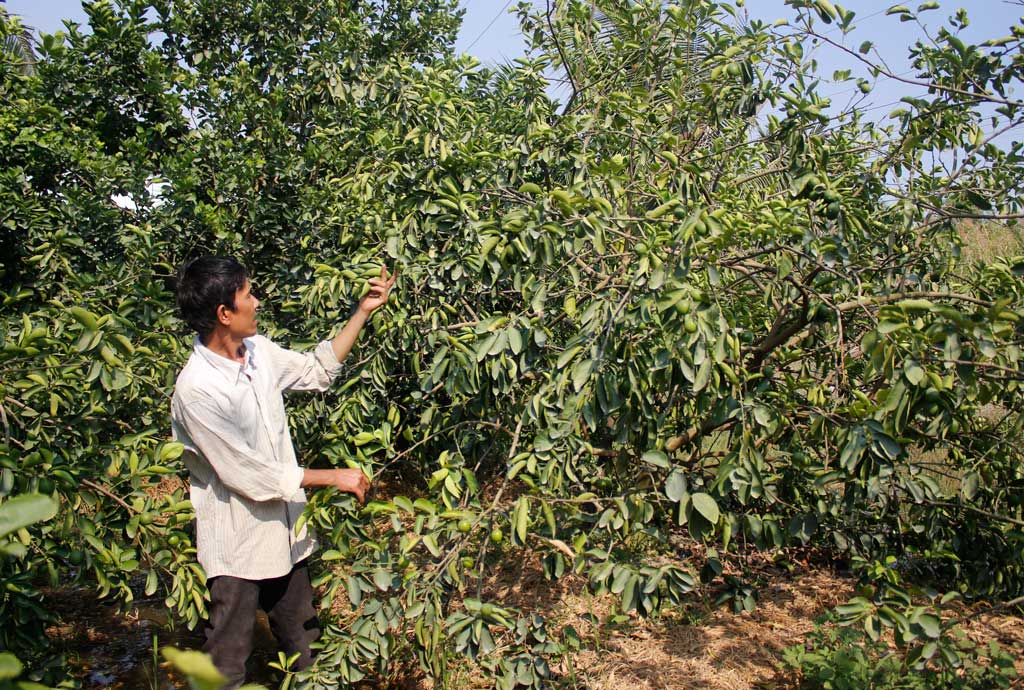 Bài 2: Cây ăn trái nguy cơ thiếu nước tưới nghiêm trọng