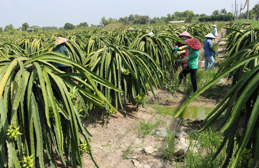 Chuyển đổi cây trồng mang lại hiệu quả kinh tế cao cho người dân xã Bình Trinh Đông
