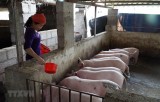 Giá thịt lợn hơi sẽ xuống 70.000 đồng mỗi kg kể từ ngày 01/4