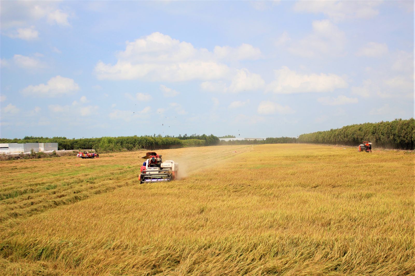 Vụ lúa Đông Xuân 2019-2020, năng suất đạt khoảng 7-8 tấn/ha