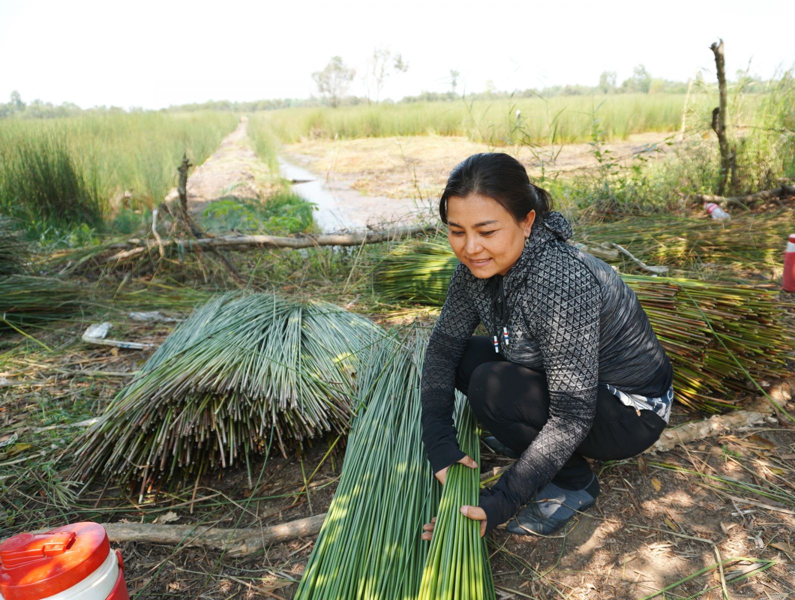 Để có những ống hút cỏ bàng, chị Chi đích thân đi lựa, thu mua nguyên liệu tại xã Mỹ Hạnh Bắc