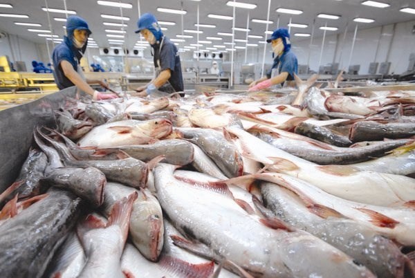 The US and China are increasing imports of tra fish from Vietnam (Photo: VNA)