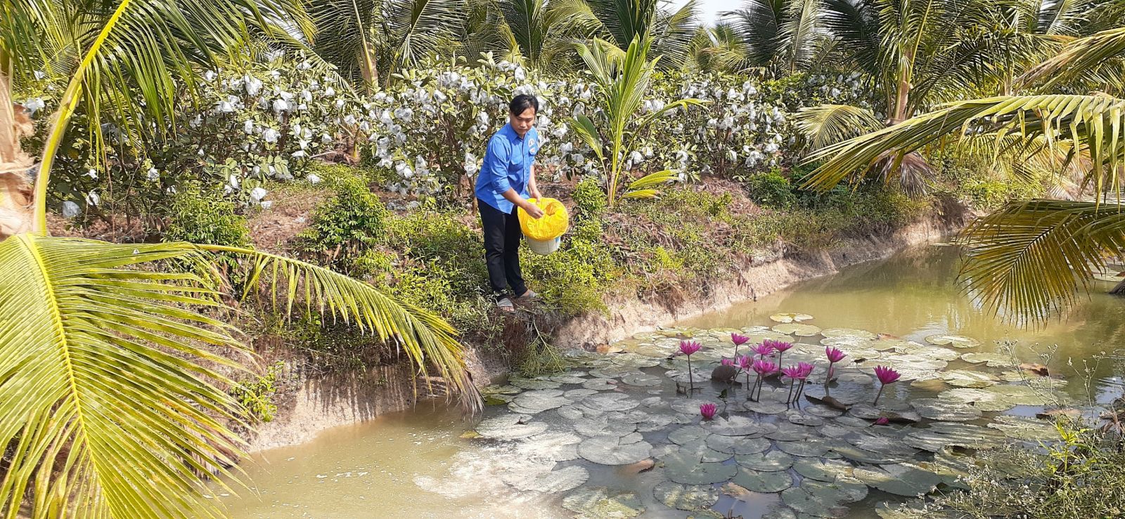 Tận dụng mặt nước giữa các liếp dừa, anh Vũ nuôi cá sặt bổi để tăng thu nhập