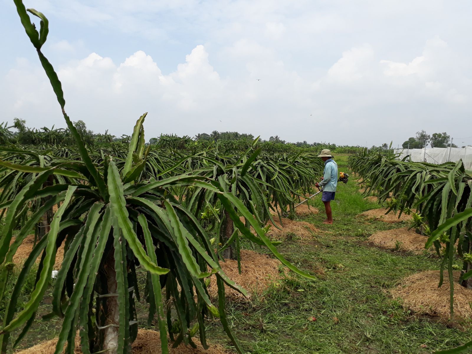 Cooperatives: Lever to promote rural economic development Cooperatives play a huge role in contributing to local economic development