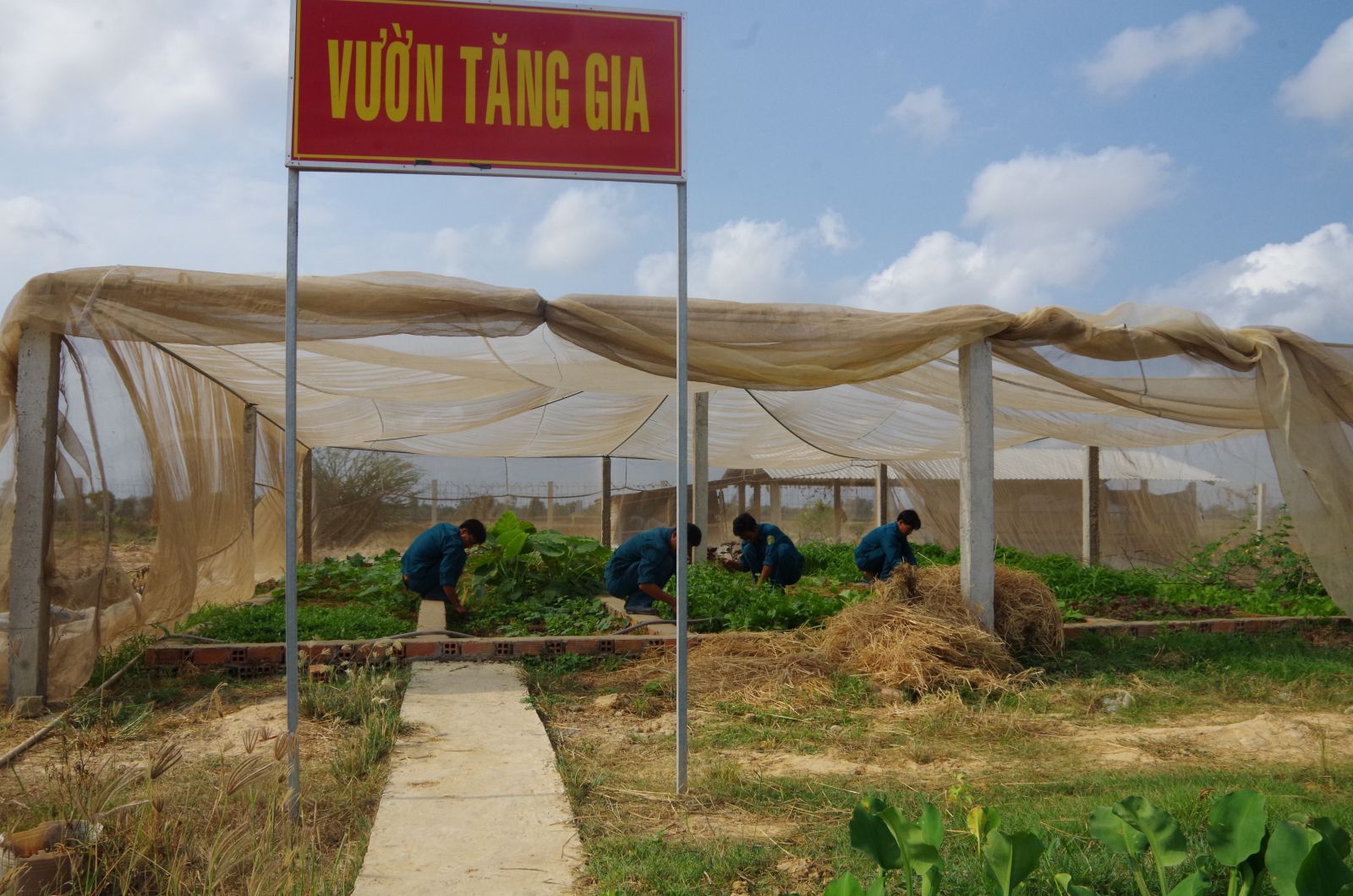 Chốt dân quân Bình Tân trồng rau sạch trong nhà lưới