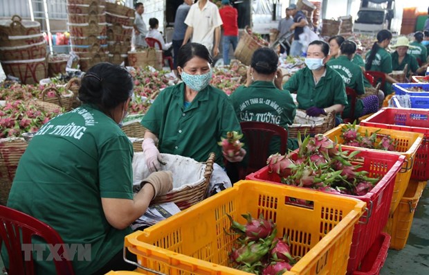 Tien Giang’s fruit export turnover up 20.3 percent in Q1 Illustrative image (Photo: VNA)